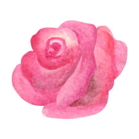 Blush pink rose clipart. Hand drawn watercolor illustrations.のイラスト素材
