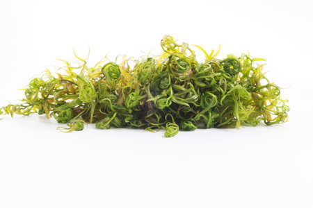 Midin (Stenochlaena palustris) is the popular wild vegetable of Sarawak on white background.の写真素材