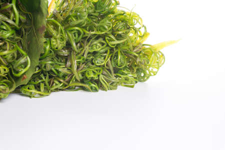 Midin (Stenochlaena palustris) is the popular wild vegetable of Sarawak on white background.の写真素材