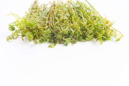 Midin (Stenochlaena palustris) is the popular wild vegetable of Sarawak on white background.の写真素材