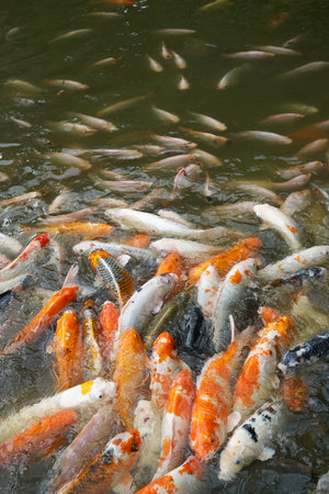 Koi Carps in various colors and sizes in a water.の写真素材