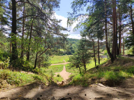 pine forest on the high bank of the river at the sunny day
