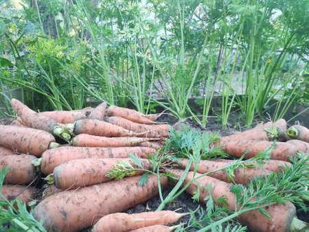 A bunch of the fresh carrots with green tops on the ground. Harvesting carrots. Carrots growing in the ground, closeupの写真素材