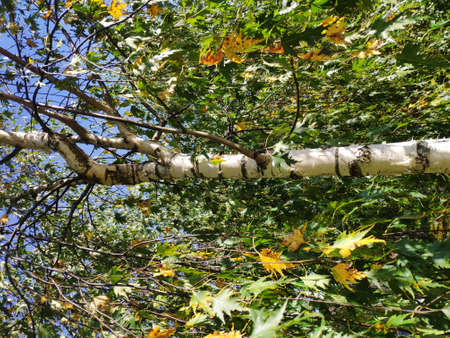 The birch with yellow and green leaves in autumn. wood pattern. leaves and birch bark background
