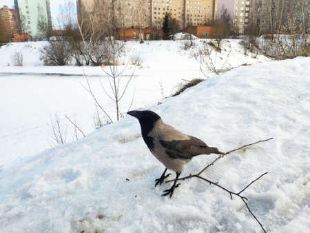 grey crow in the snow looks at the camera close-upの写真素材