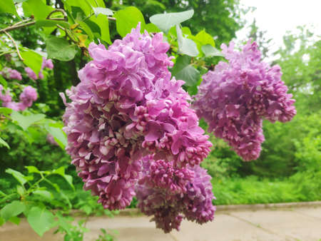 Blooming branches of double lilac. A spring lilac bush is blooming brightly. a bouquet of lilac flowers close-upの写真素材