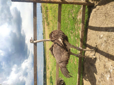 ostriches walk outside in a pen on a cloudy day. growing ostriches on a farm in central Russiaの写真素材