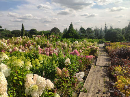 Plants in pots in a row on sale at the big garden center. blooming rhododendron in the garden shop....