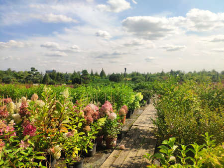 Plants in pots in a row on sale at the big garden center. blooming rhododendron in the garden shop. Sale of a variety of plants, trees and flowersの写真素材