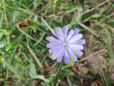 Blue Cichorium flower closeup. Asteraceae, daisy family. wild chicory flower