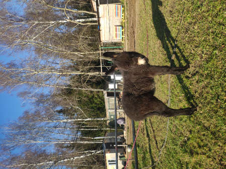 baby donkey grazes on the grass in the farm yard. cute little brown donkey with a white noseの写真素材