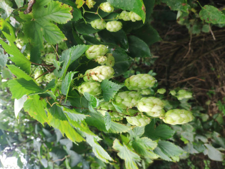 Humulus. green hop cones on a branch with leavesの写真素材