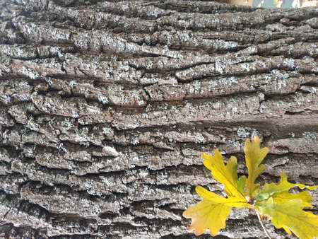 Yellow autumn oak leaves on oak bark background. Oak bark texture. Copy spaceの写真素材