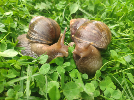 two snails in love kiss with their antennae. large achatina snails on the green grass. Giant African Land Snailの写真素材