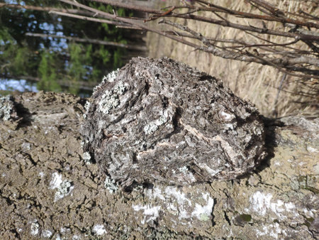 Inonotus obliquus, chaga, birch mushroom on a tree trunk in the forest. antitumor and gastritis agent, medicinal plant, herbal teaの写真素材