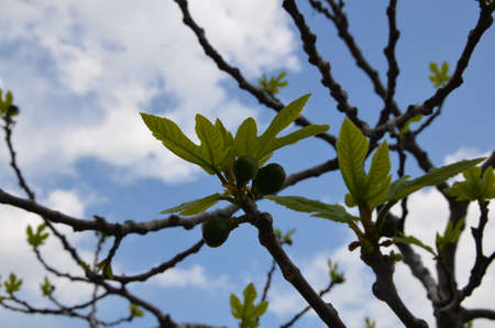 Spring trees green bud leaves