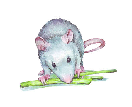 gray rat eating verdure watercolor hand painted illustrationの写真素材
