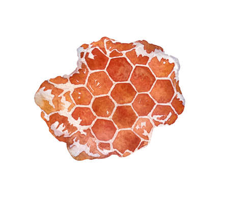 honeycomb on white watercolor illustrationの写真素材