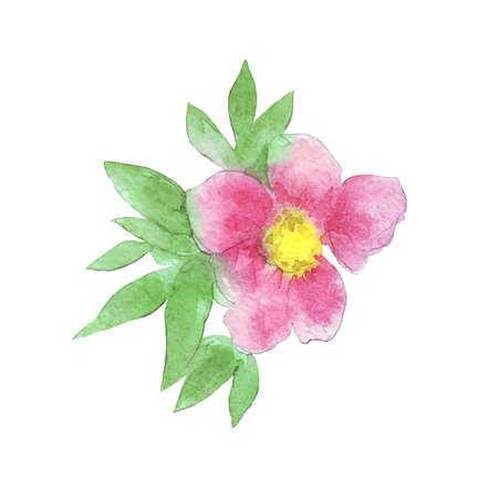 Paeonia anomala on whiteの写真素材