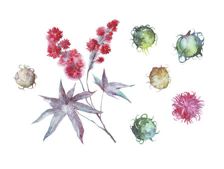 castor oil plant watercolor illustration hand paintedの写真素材