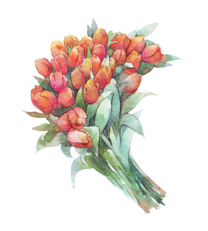 tulip bouquet isolated on white watercolorの写真素材