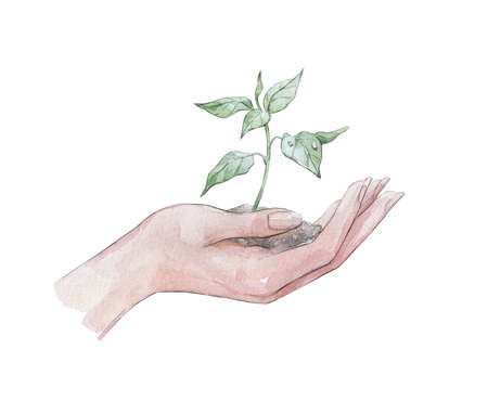 hand holding sprout isolated on whiteの写真素材