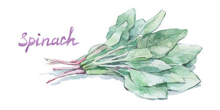 fresh spinach leaves bunch watercolor art isolatedの写真素材