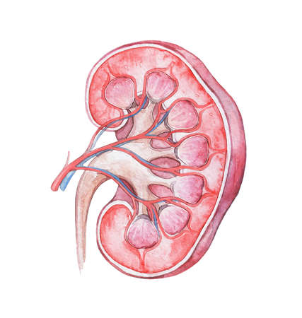 kidney organ scheme isolated on white watercolor art