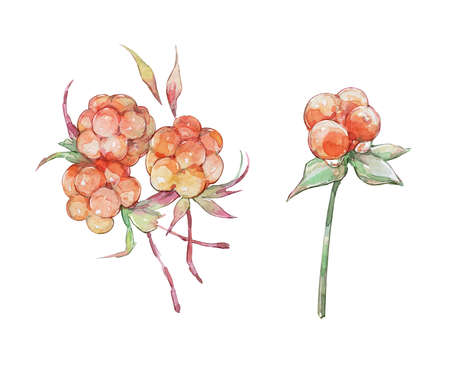juicy golden cloudberry with stem and leaves watercolor artの写真素材