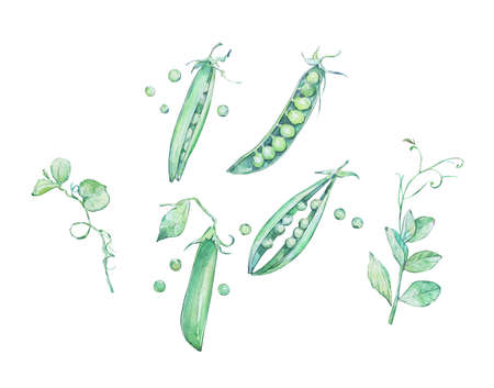 set of green pod peas with leaves isolated watercolor artの写真素材