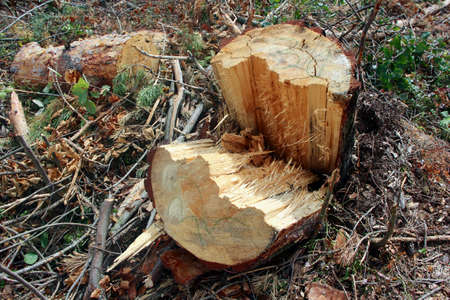Stump split from the hurricane and broke into two parts,near the beam lies in the grass,everywhere...