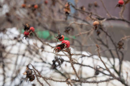 Wild rose bush in the winter yardの写真素材