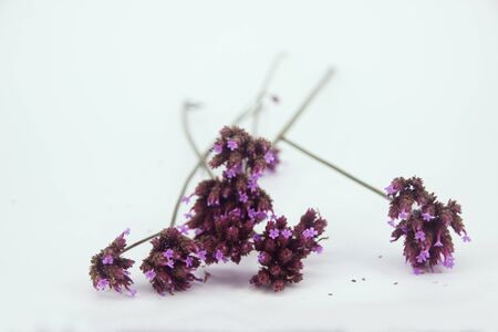 flowersの写真素材