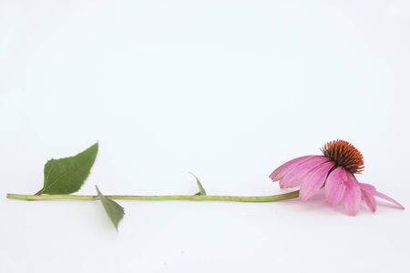 Flower の写真素材