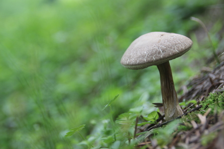 Mushrooms の写真素材
