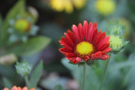 Asteraceaeの写真素材