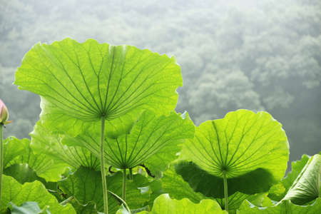 Lotus leafの写真素材