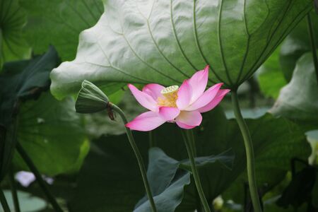 Lotusの写真素材