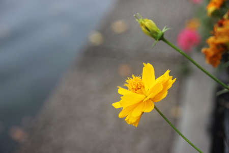 Close up of yellow flowerの写真素材