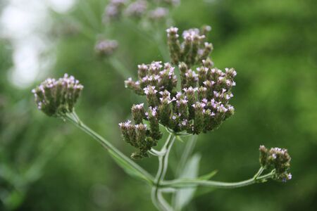 Tiny pink flowersの写真素材