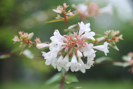 White flowersの写真素材