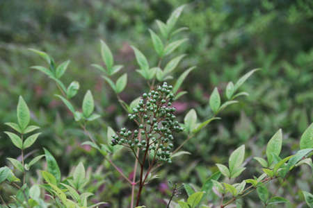 Tiny seeds on the tree