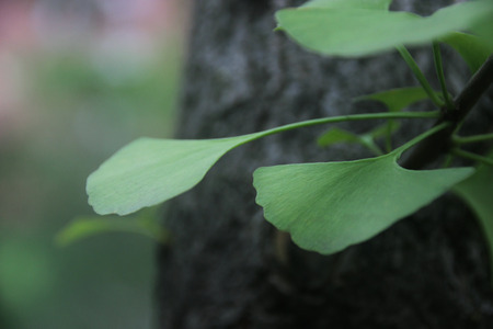 Ginkgo leaves