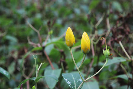 Yellow budsの写真素材