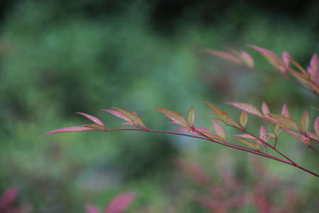 Small branchesの写真素材