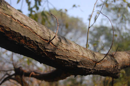 Trunk