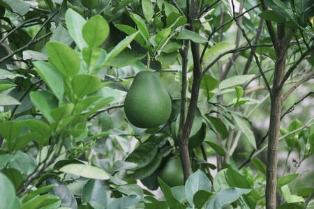 Green grapefruit hanging on the tree