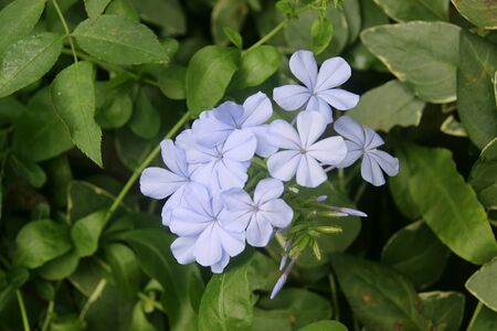Purple flowersの写真素材