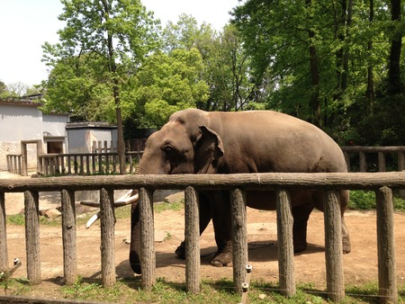 Elephant in the zoo