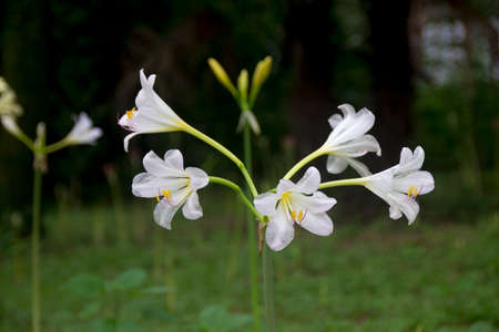 Amaryllidaceae flowerの写真素材